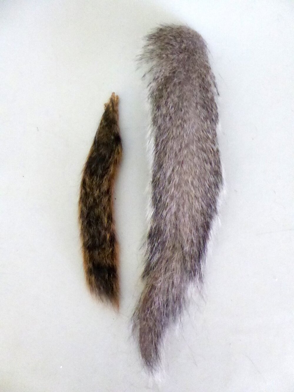 8” & 12” REAL SQUIRREL TAIL LOT OF 2 FOX GRAY TAXIDERMY TAILS